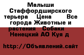 Малыши Стаффордширского терьера  › Цена ­ 1 - Все города Животные и растения » Собаки   . Ненецкий АО,Куя д.
